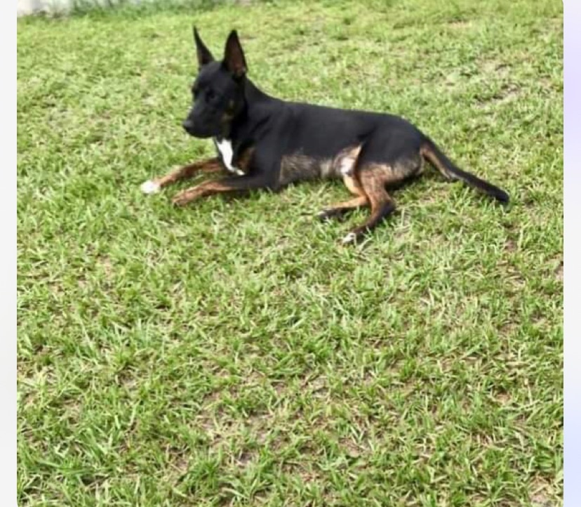 Enlarge Moose, a Adopted mixed breed in Boca Raton, FL image 2/2