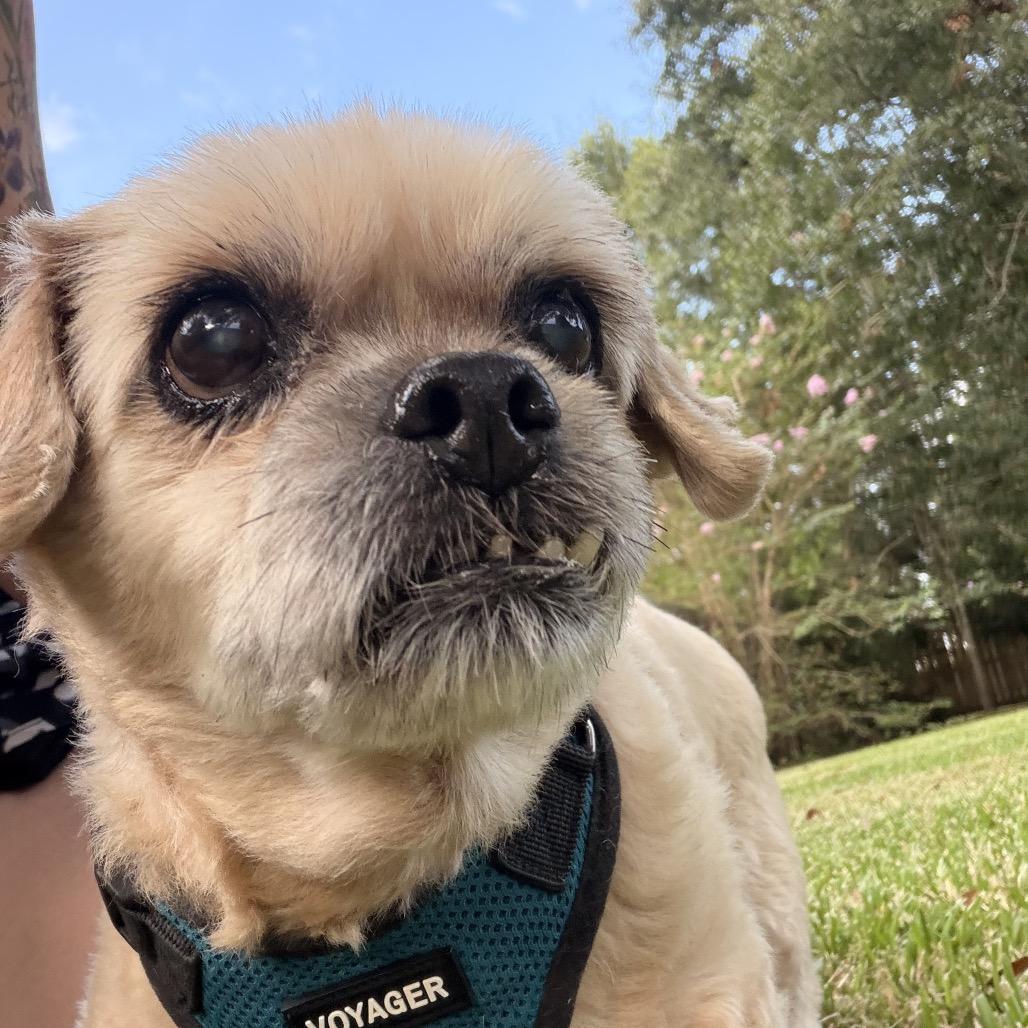 Marti Courtesy Post, Adoptable, Senior Male Shih Tzu.
