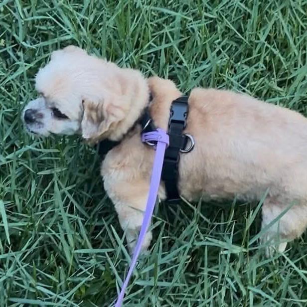 Marti Courtesy Post, a Adoptable Shih Tzu in Gulfport, MS image 2/2