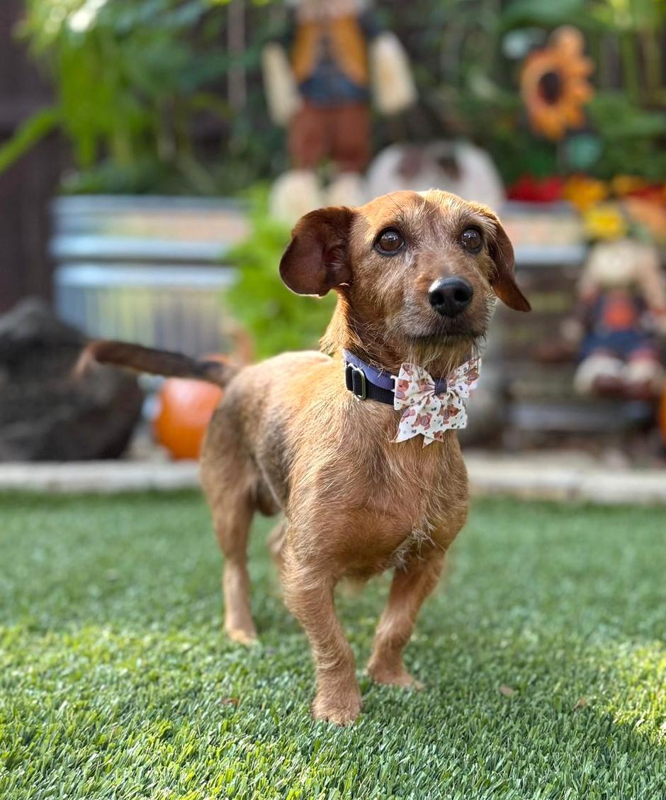 Enlarge Rusty, an adoptable mixed breed in Southport, CT image 2/5