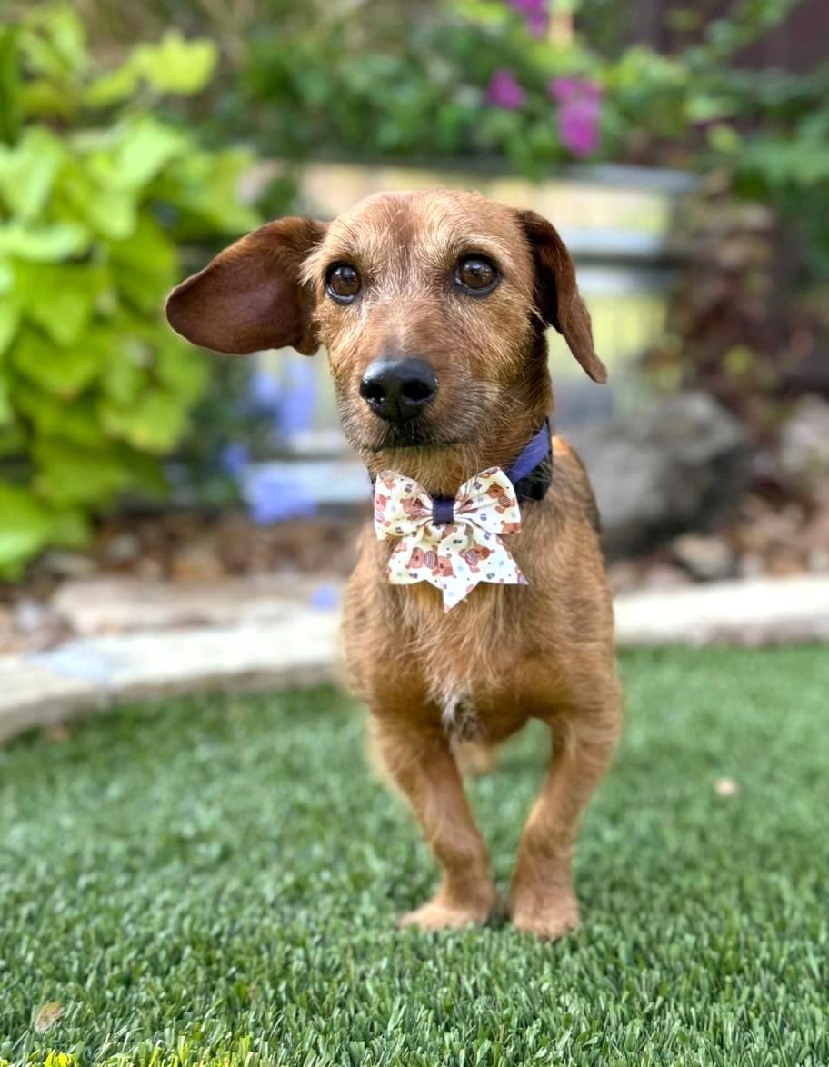 Enlarge Rusty, an adoptable mixed breed in Southport, CT image 1/5