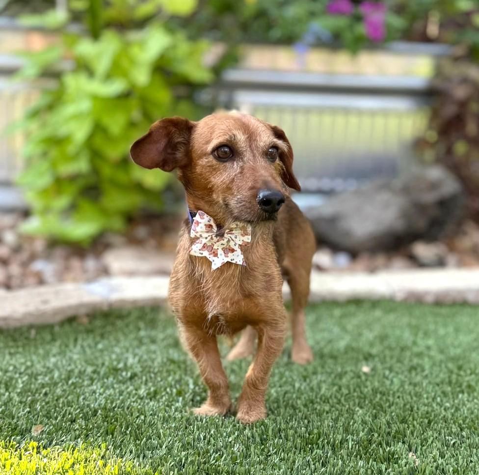 Enlarge Rusty, an adoptable mixed breed in Southport, CT image 4/5