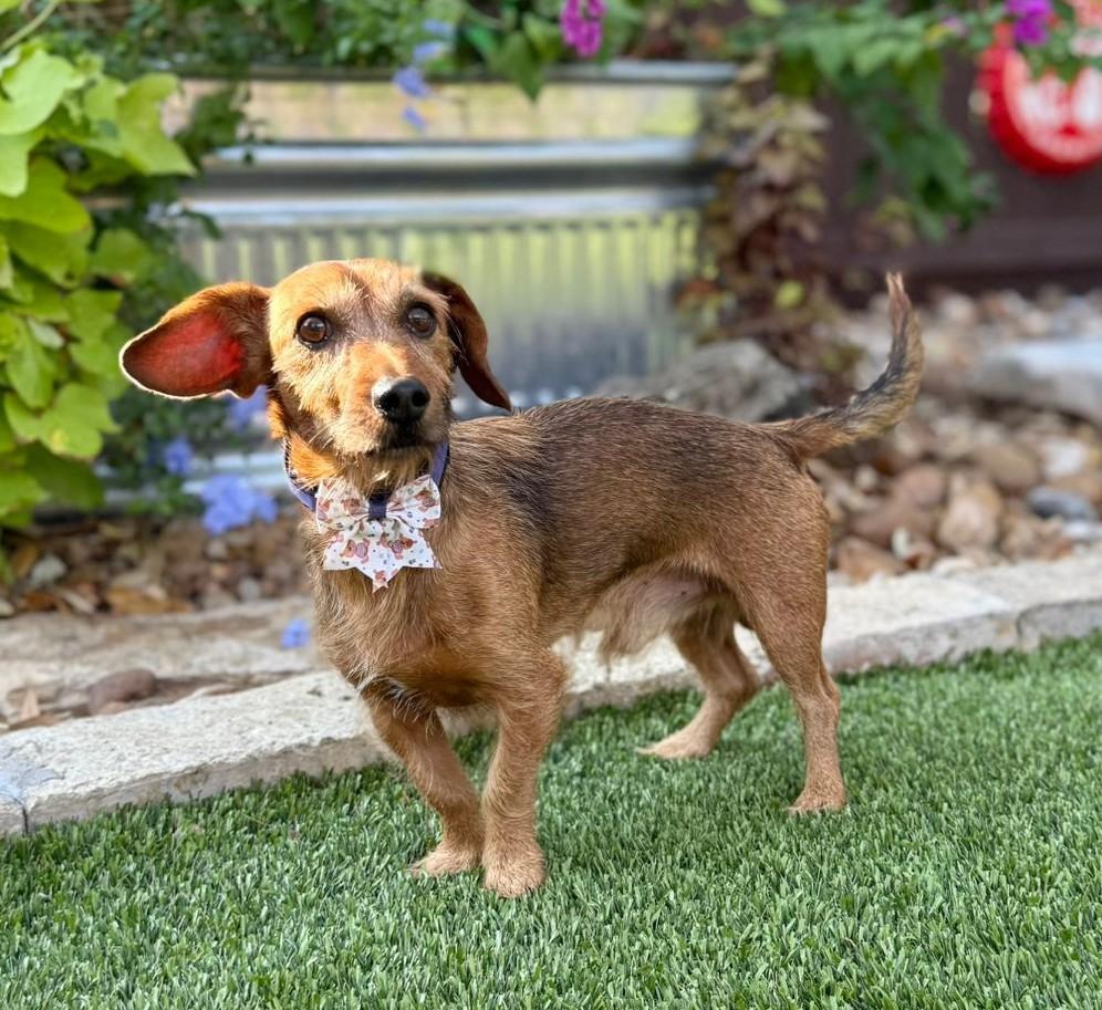 Enlarge Rusty, an adoptable mixed breed in Southport, CT image 3/5