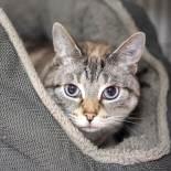 Sweet Pea, ADOPTABLE, Senior Female Siamese.