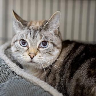 Enlarge Sweet Pea, a ADOPTABLE Siamese in Long Beach, WA image 3/3