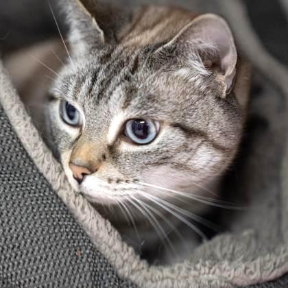 Enlarge Sweet Pea, a ADOPTABLE Siamese in Long Beach, WA image 2/3