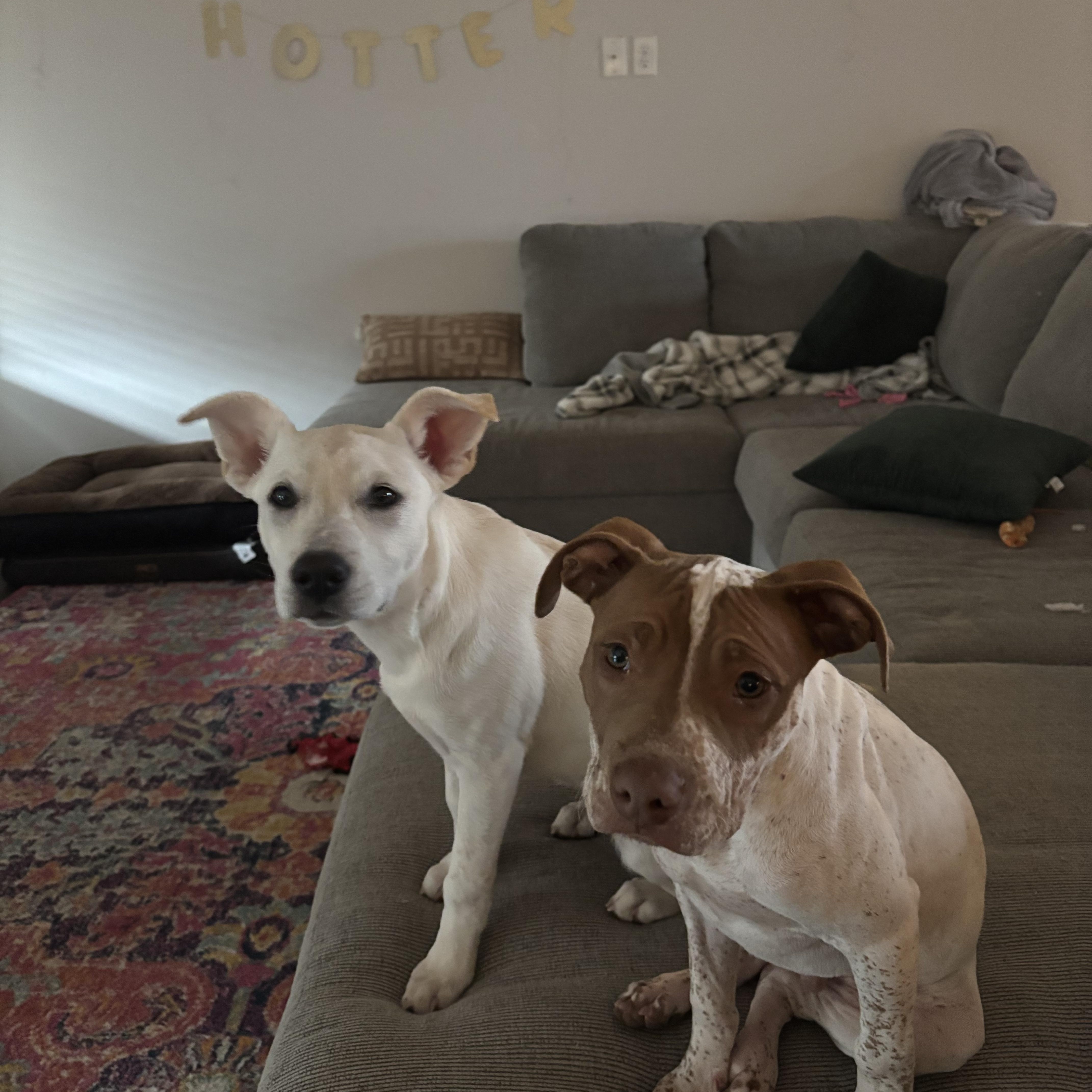 Copper, a Adoptable mixed breed in Choctaw, OK image 1/6