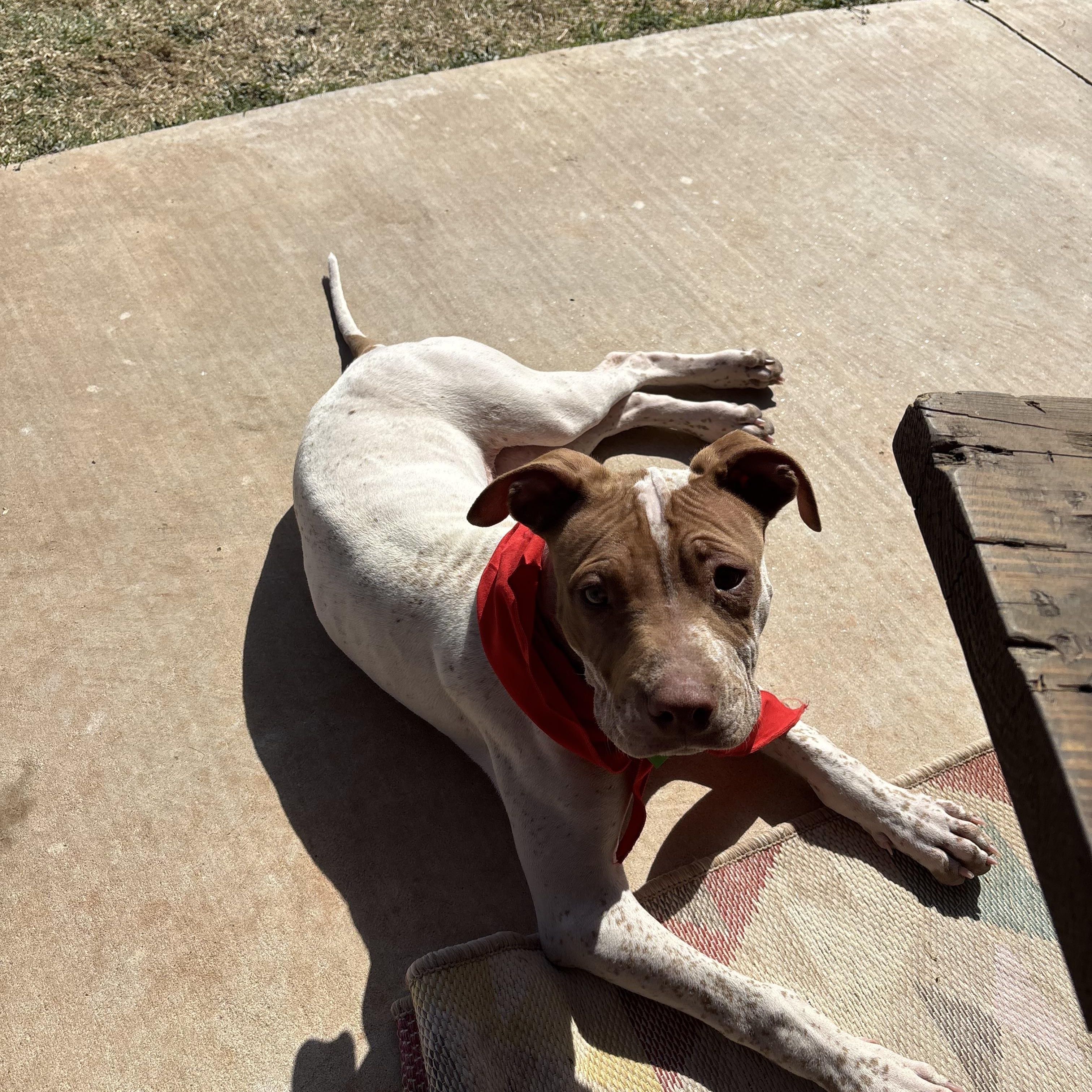 Copper, a Adoptable mixed breed in Choctaw, OK image 2/6