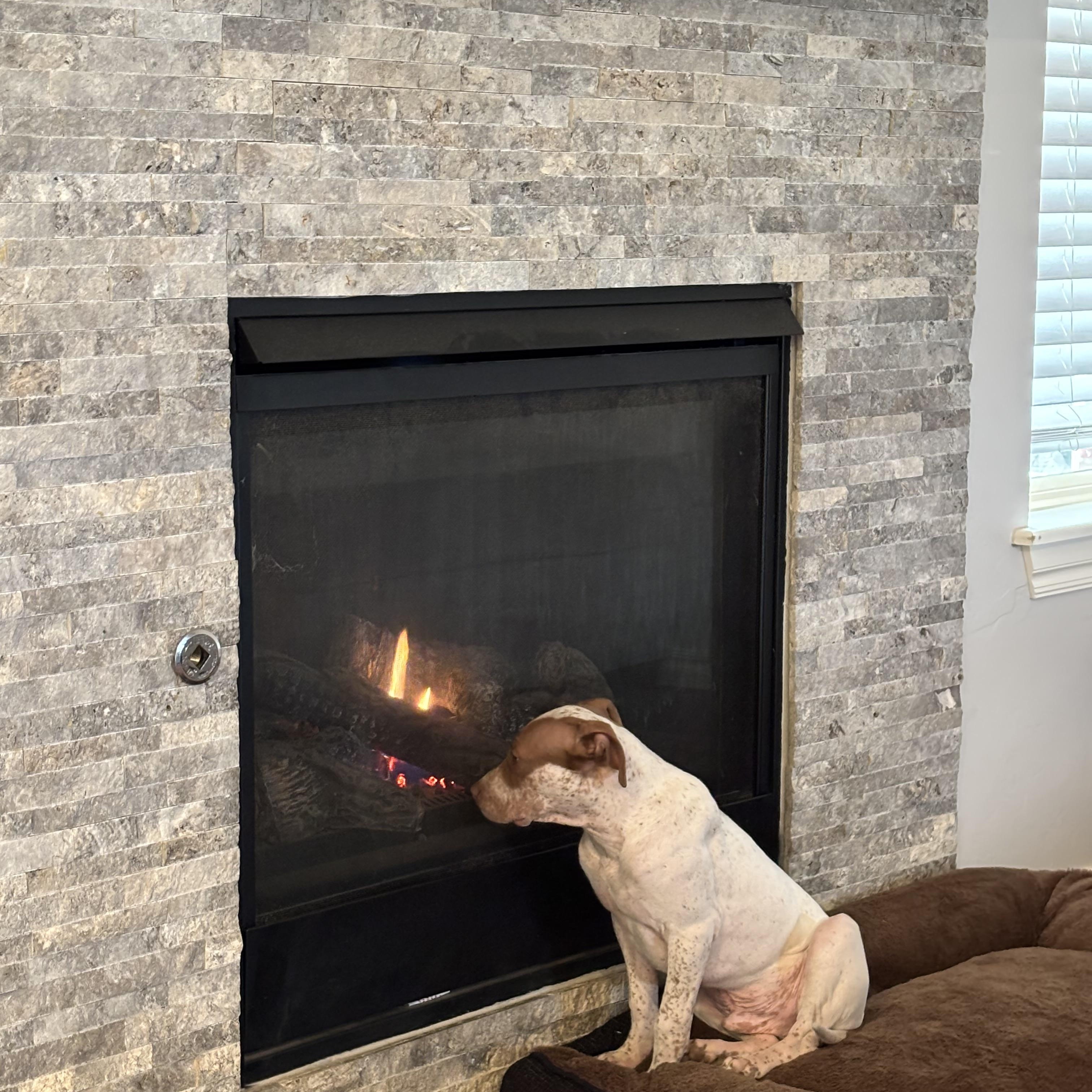 Copper, a Adoptable mixed breed in Choctaw, OK image 4/6