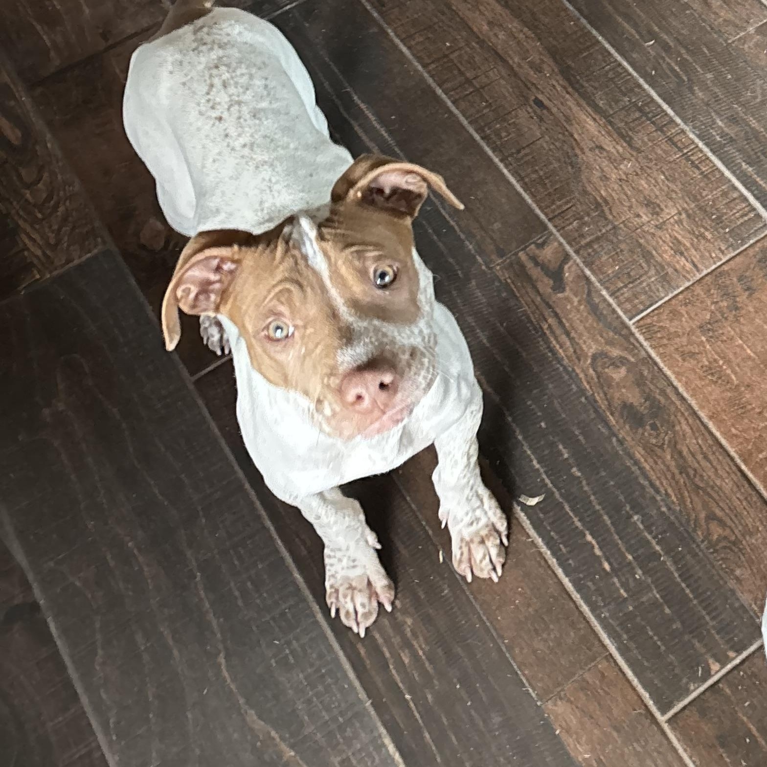 Copper, a Adoptable mixed breed in Choctaw, OK image 5/6