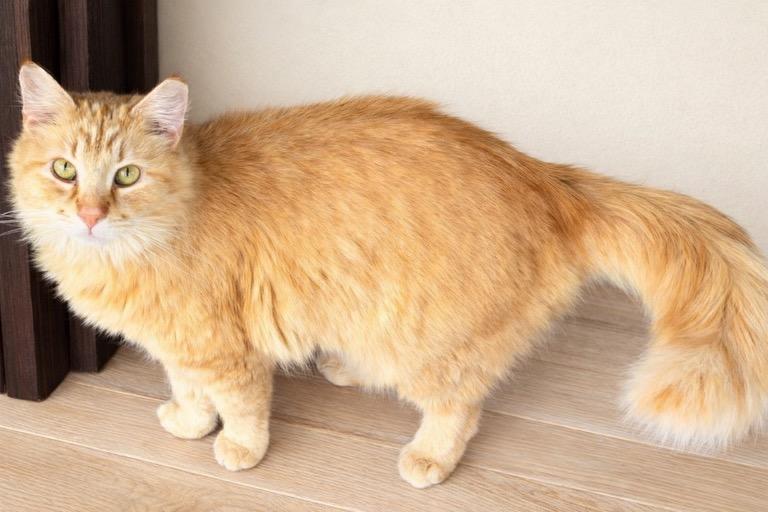 Enlarge Chirp, an adopted Domestic Long Hair in Greensboro, NC image 2/2