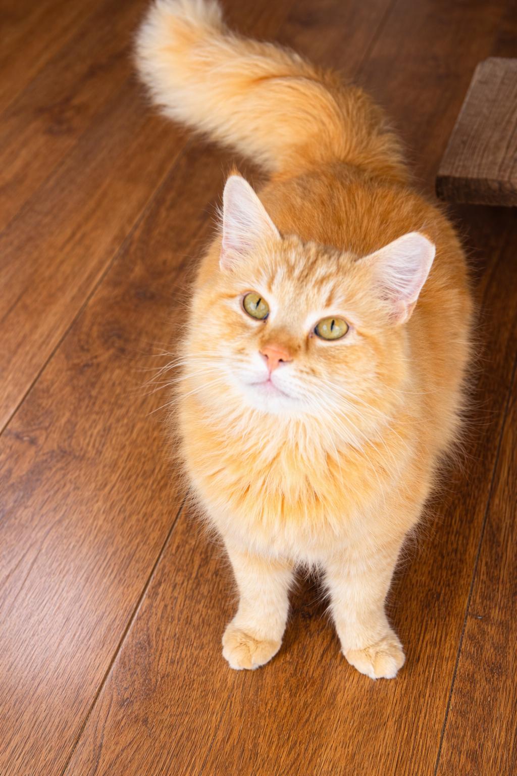 Enlarge Chirp, an adopted Domestic Long Hair in Greensboro, NC image 1/2