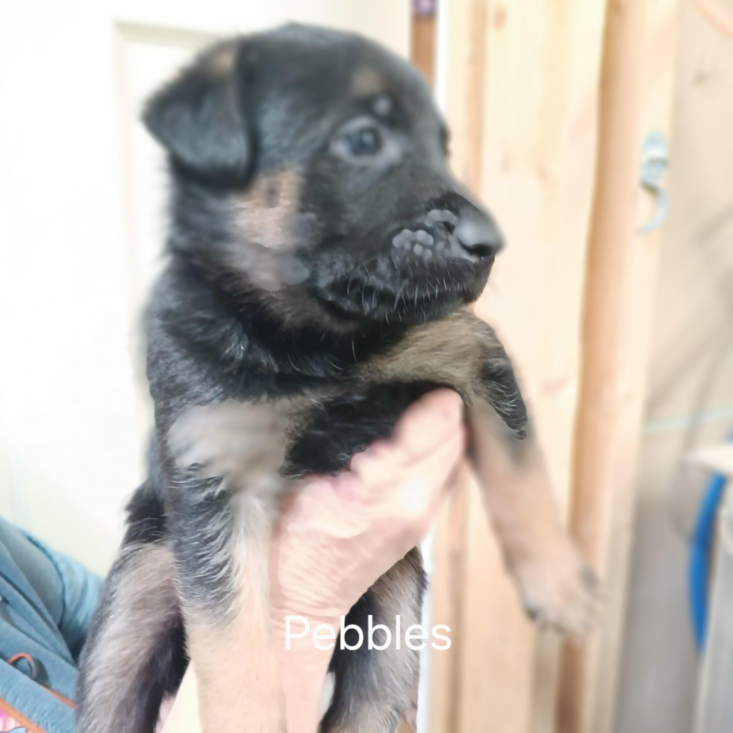 Puppies - This is a courtesy listing please call Kim at 406-240-2783, Adoptable, Puppy Female German Shepherd Dog & Belgian Shepherd / Malinois.