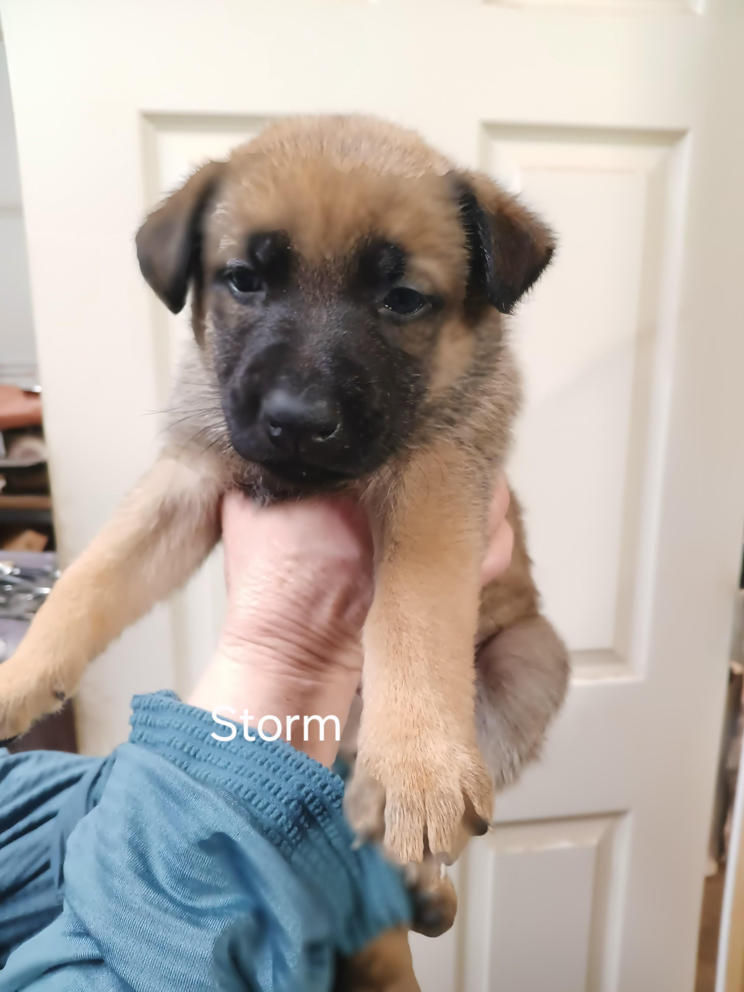 Puppies  This Is thumbnail 3