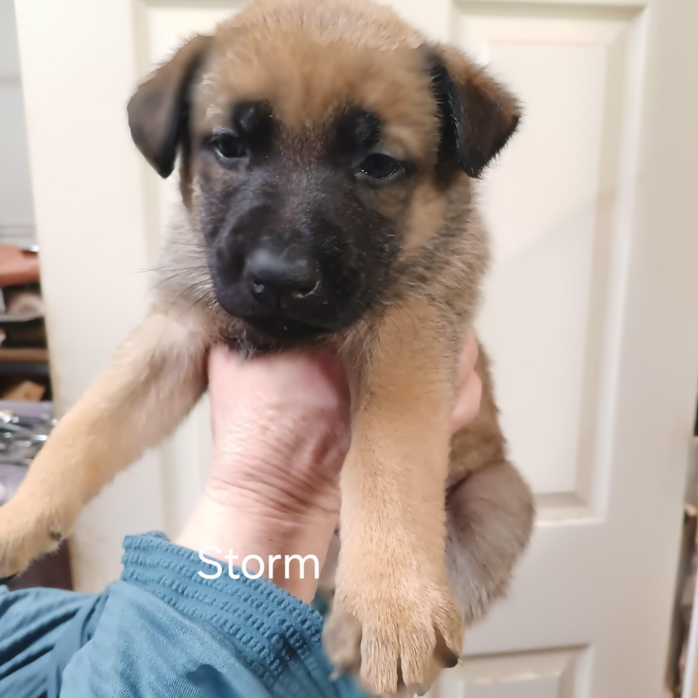 Puppies - This is a courtesy listing please call Kim at 406-240-2783, a Adoptable mixed breed in Choteau, MT image 2/5