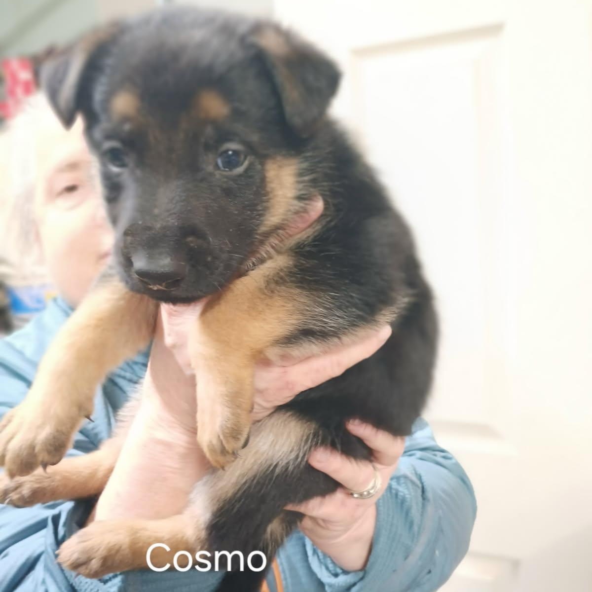 Puppies - This is a courtesy listing please call Kim at 406-240-2783, Adoptable, Puppy Female German Shepherd Dog & Belgian Shepherd / Malinois.