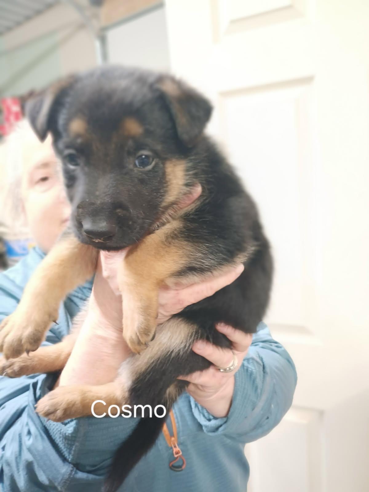 Puppies - This is a courtesy listing please call Kim at 406-240-2783, a Adoptable mixed breed in Choteau, MT image 3/5