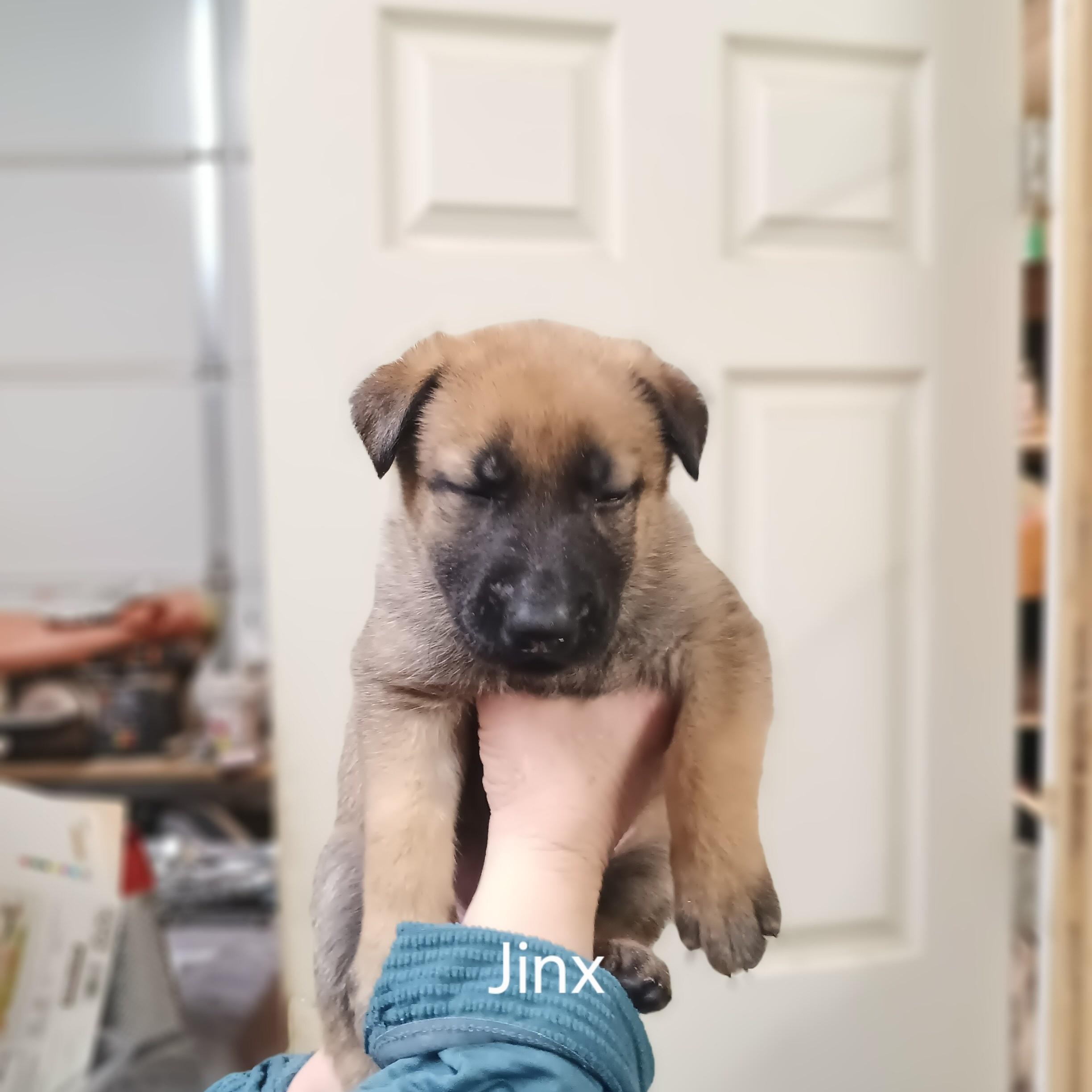 Puppies - This is a courtesy listing please call Kim at 406-240-2783, a Adoptable mixed breed in Choteau, MT image 4/5