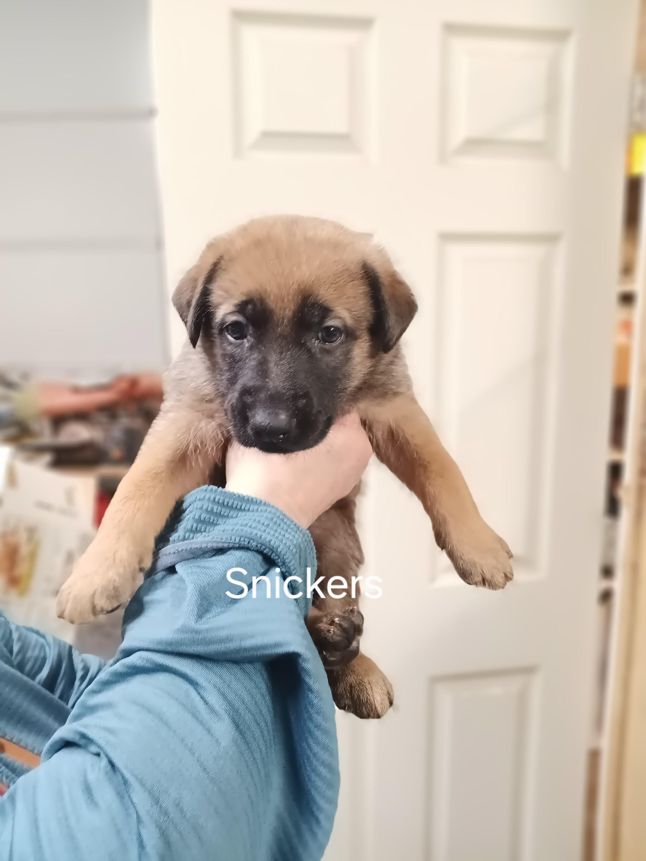 Puppies  This Is thumbnail 4