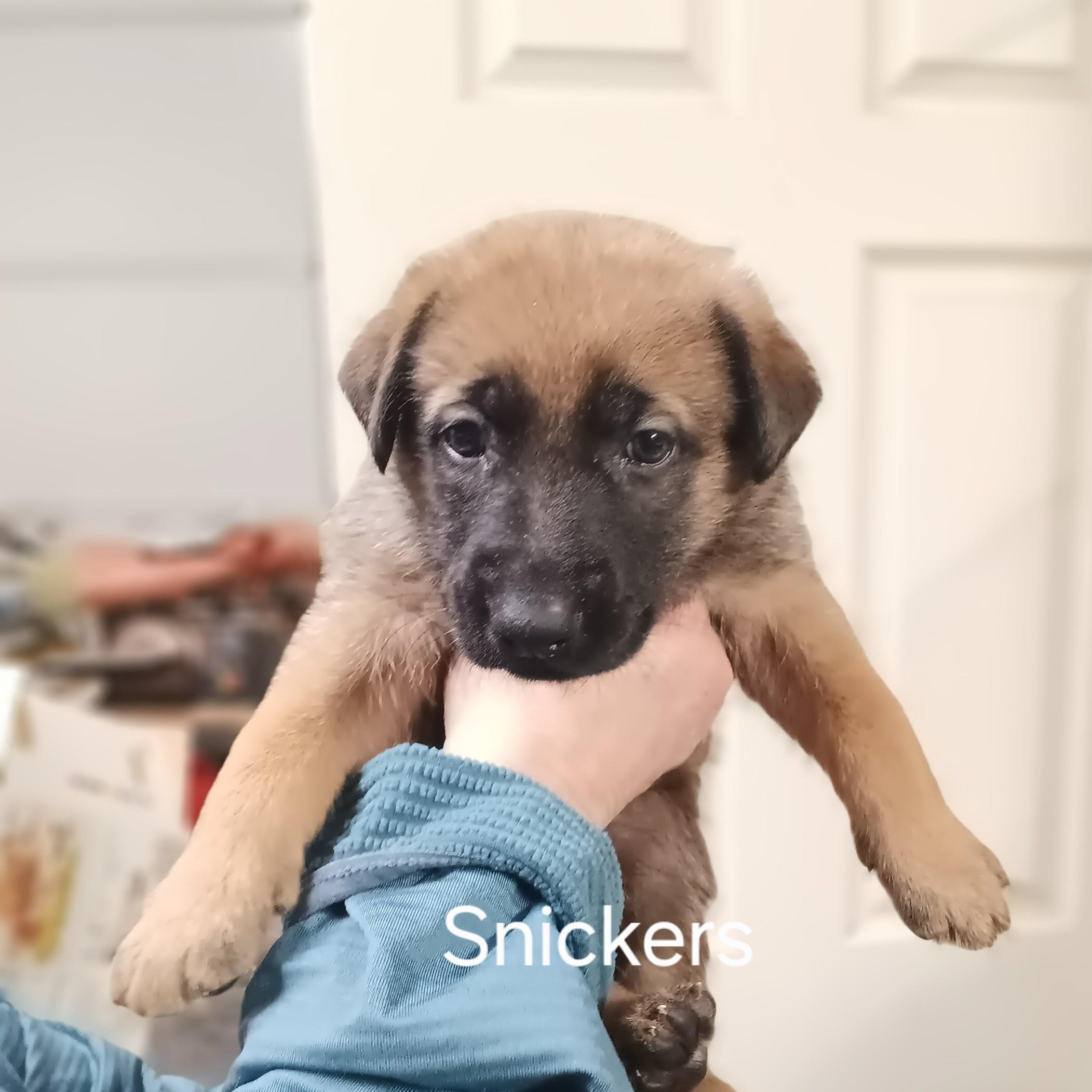 Puppies - This is a courtesy listing please call Kim at 406-240-2783, a Adoptable mixed breed in Choteau, MT image 5/5