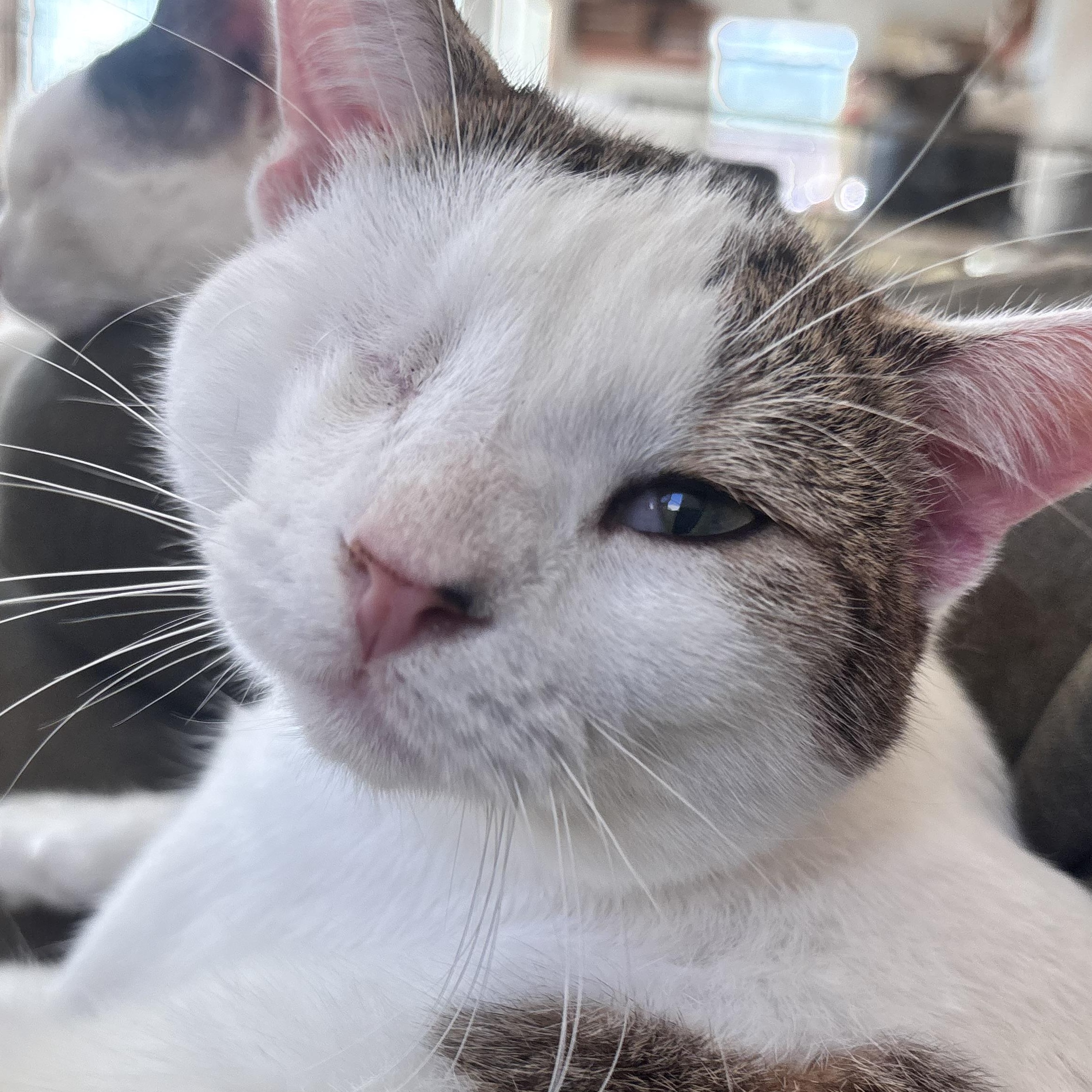 Enlarge Muffin , a ADOPTABLE Calico in San Diego, CA image 1/3