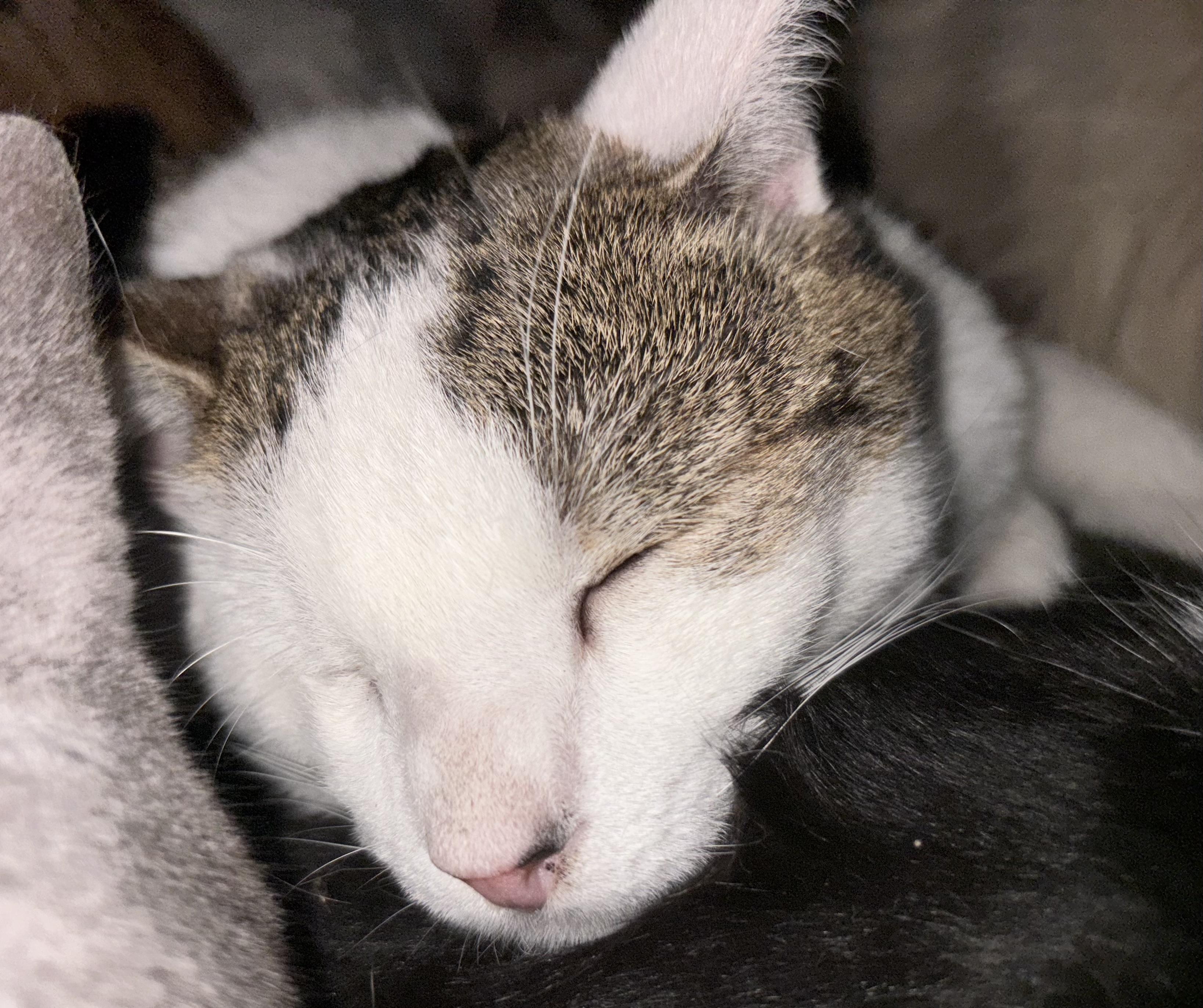 Enlarge Muffin , a ADOPTABLE Calico in San Diego, CA image 2/3