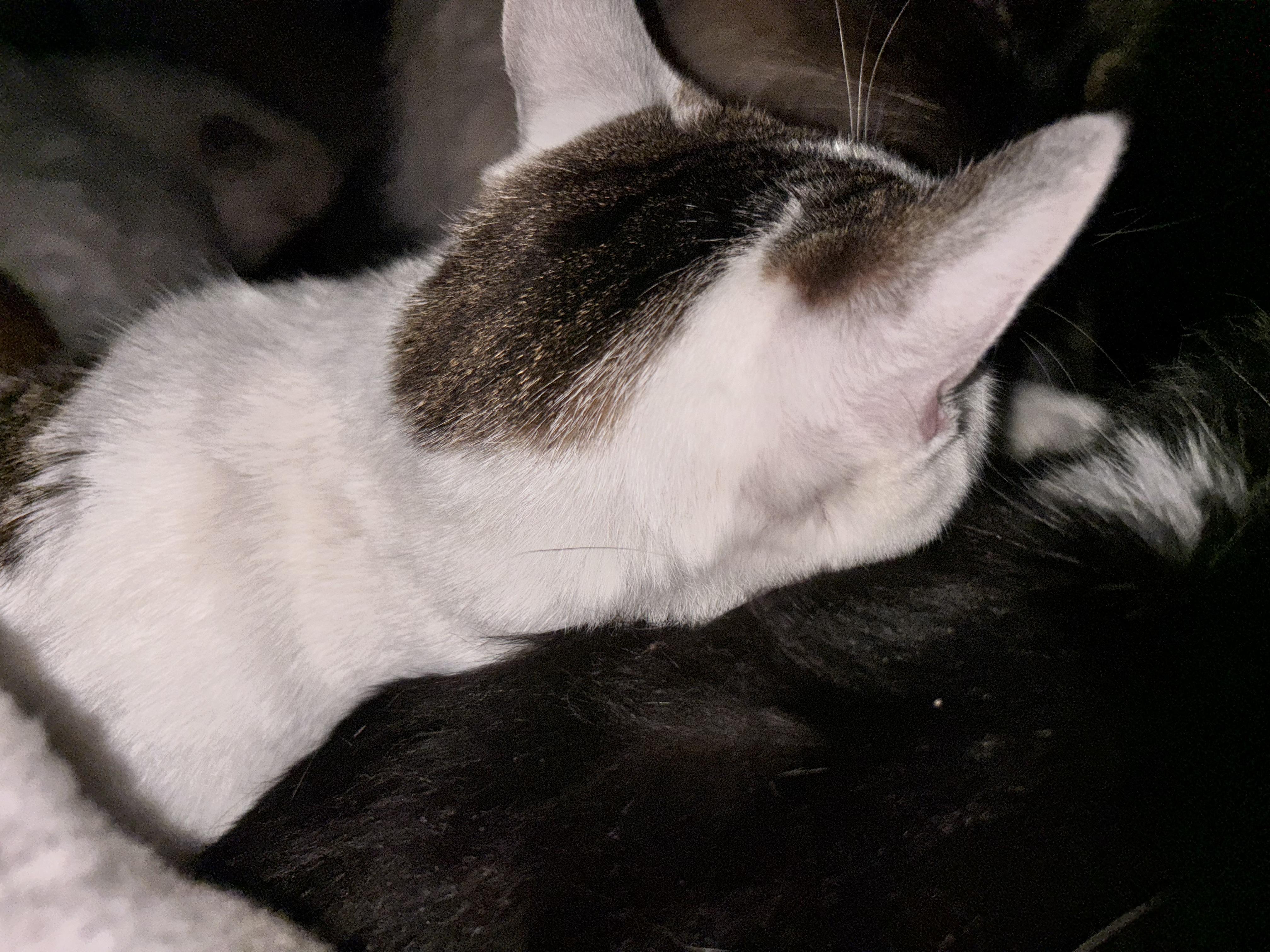 Enlarge Muffin , a ADOPTABLE Calico in San Diego, CA image 3/3