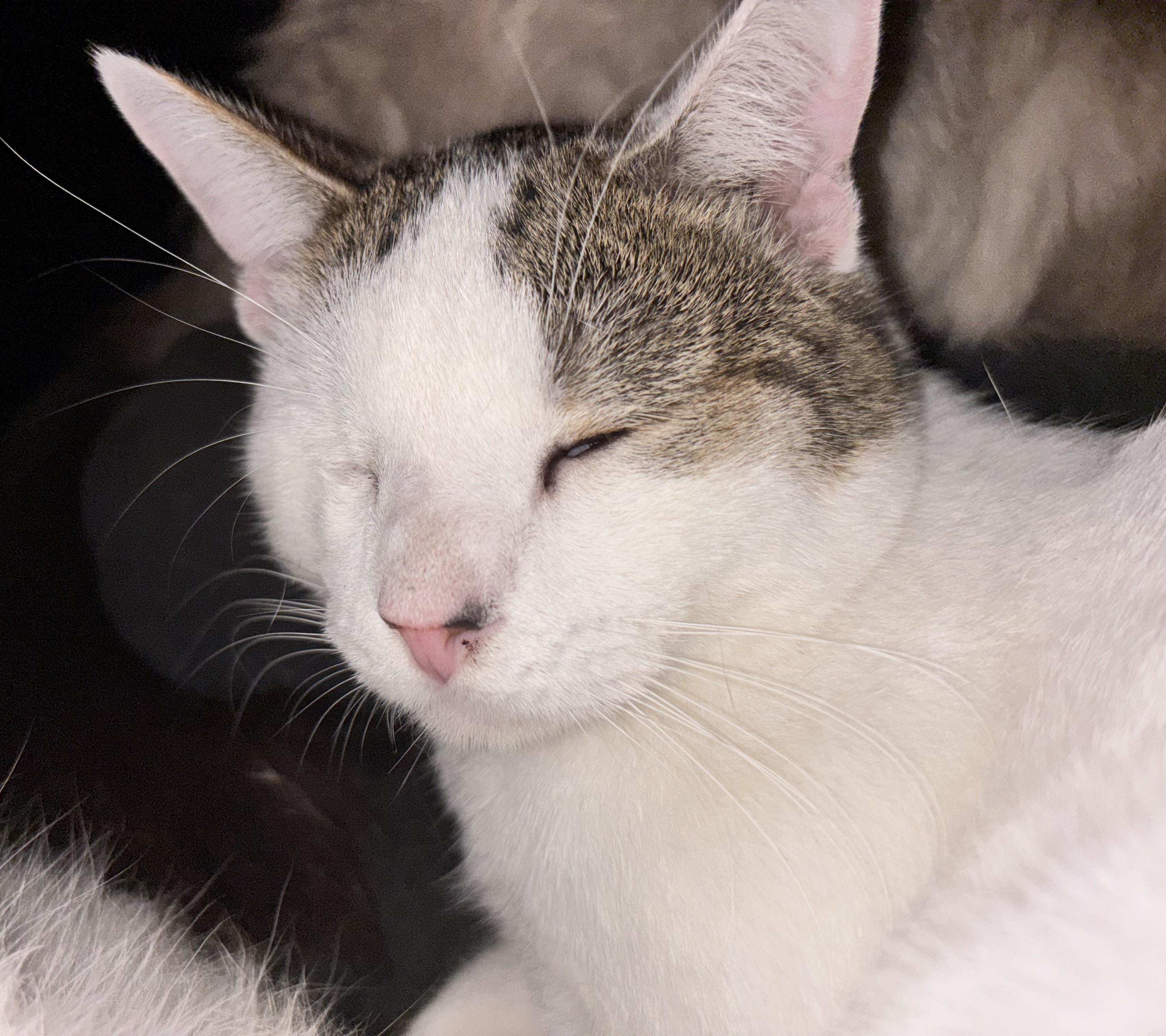 Muffin , ADOPTABLE, Adult Male Calico.