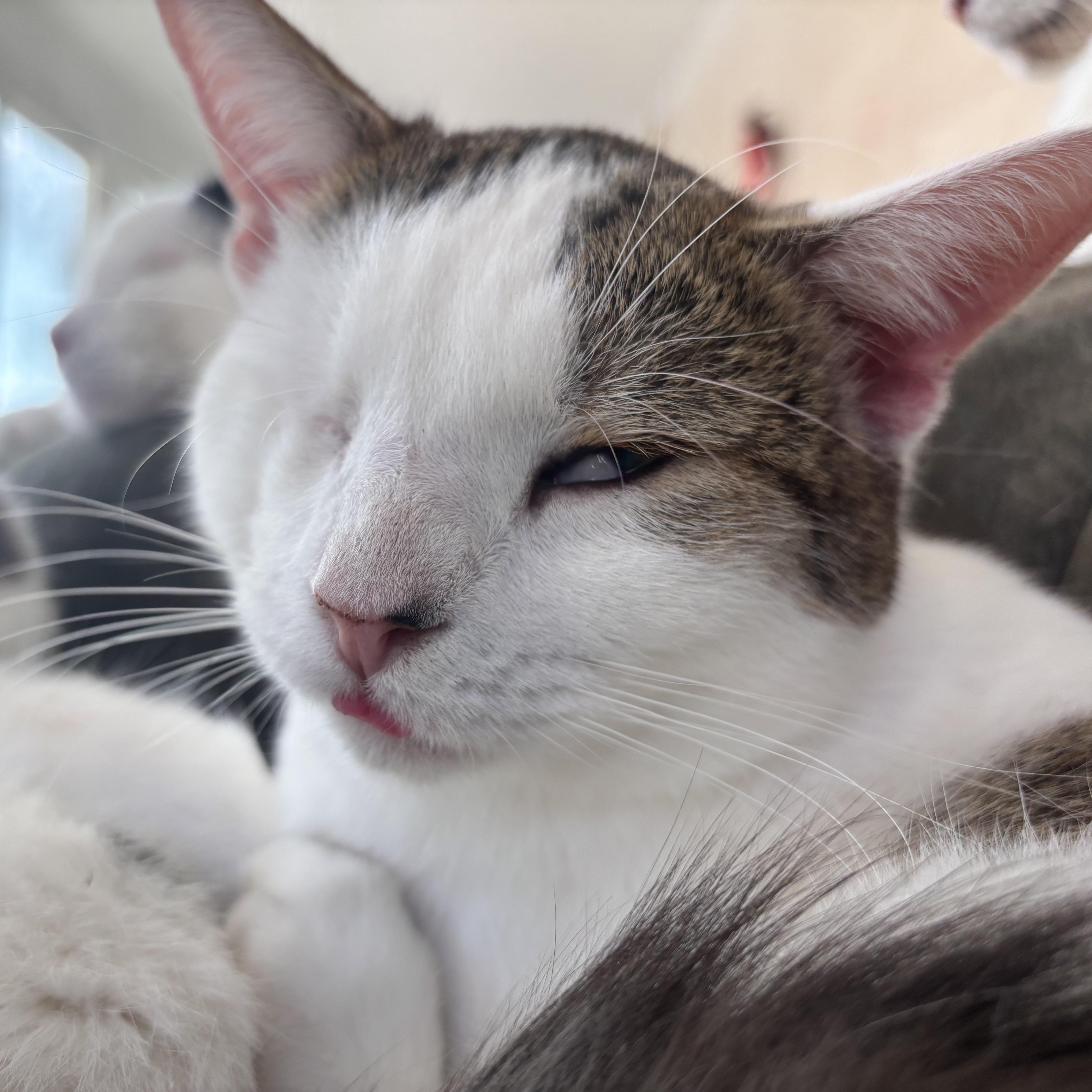 Enlarge Muffin , a ADOPTABLE Calico in San Diego, CA image 2/3