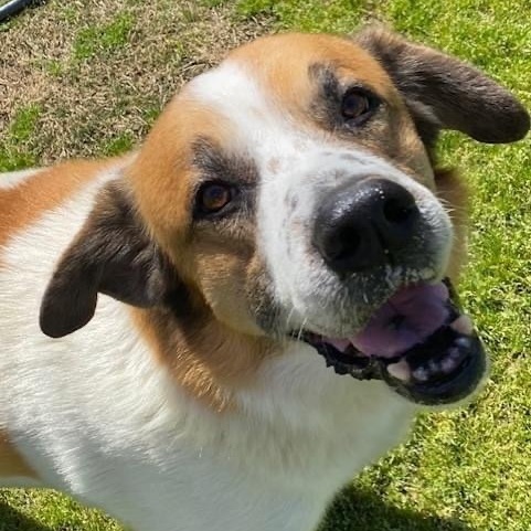 Teardrop & Hammer bonded brothers, a Adoptable mixed breed in Southaven , MS image 5/6