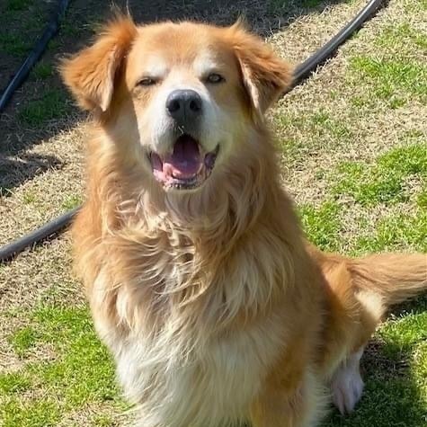 Teardrop & Hammer bonded brothers — thumbnail 2