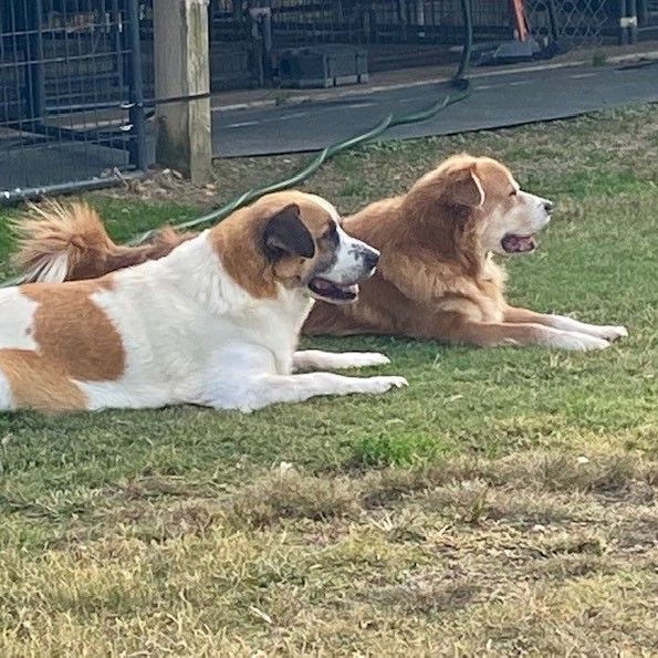 Teardrop & Hammer bonded brothers, a Adoptable mixed breed in Southaven , MS image 4/6