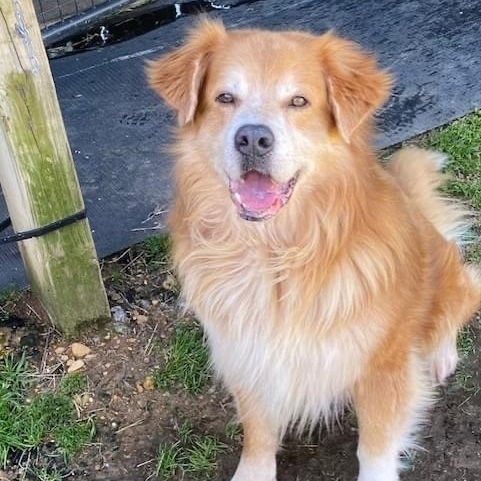 Teardrop & Hammer bonded brothers — thumbnail 4