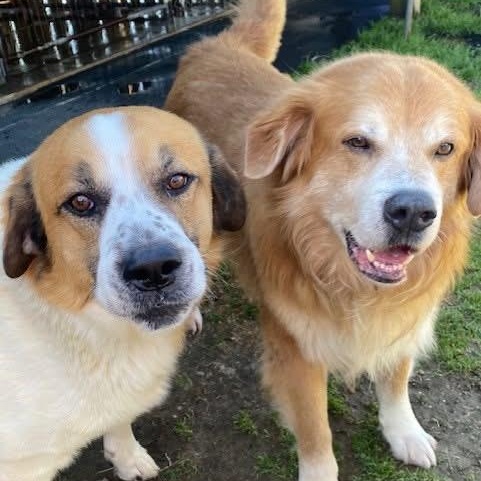 Teardrop & Hammer bonded brothers, a Adoptable mixed breed in Southaven , MS image 1/6