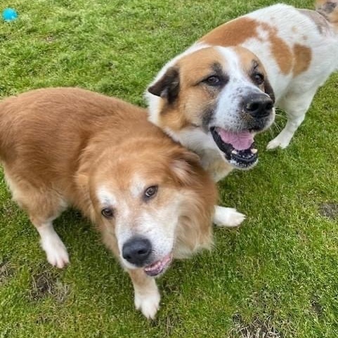 Teardrop & Hammer bonded brothers, a Adoptable mixed breed in Southaven , MS image 2/6