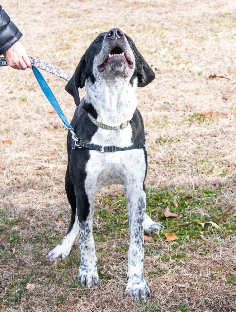 Polo, a Adopted mixed breed in Midlothian, VA image 2/4
