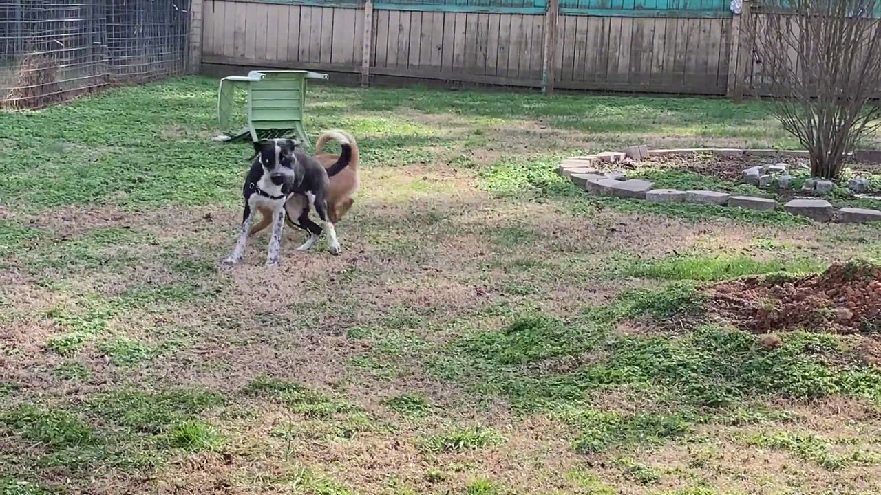 Enlarge Polo, a Adopted mixed breed in Midlothian, VA video 4/4