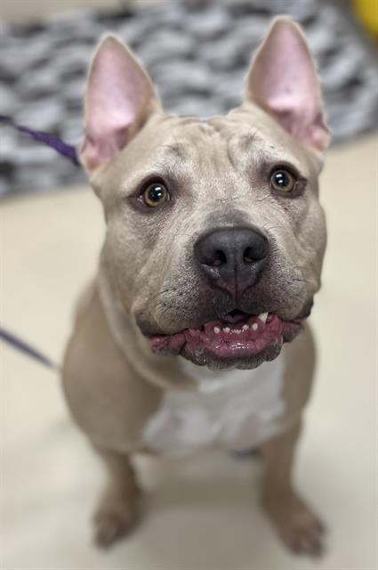 PEPPA, Adoptable, Adult Female Pit Bull Terrier & Mixed Breed.