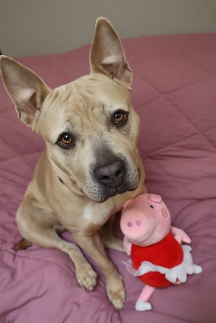 PEPPA, Adoptable, Adult Female Pit Bull Terrier & American Bulldog.