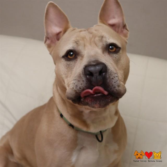 PEPPA, Adoptable, Adult Female Pit Bull Terrier & American Bulldog.
