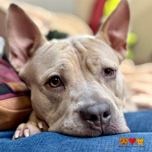 PEPPA, Adoptable, Adult Female Pit Bull Terrier & American Bulldog.