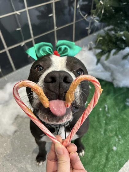 Enlarge Secretary, a Adoptable mixed breed in Valley View, OH image 1/2