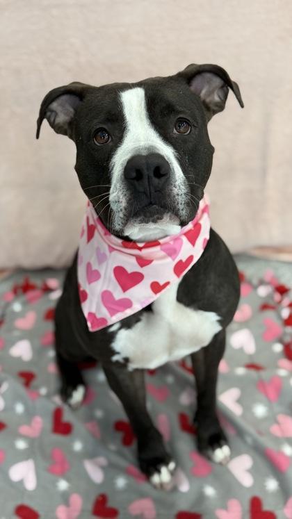 Secretary, a Adoptable mixed breed in Valley View, OH image 1/5