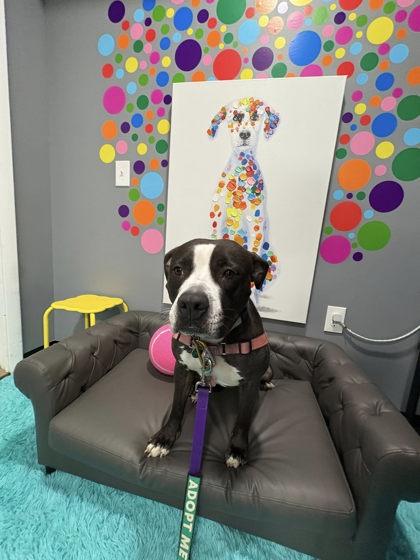 Secretary, Adoptable, Adult Female American Bulldog & Mixed Breed.