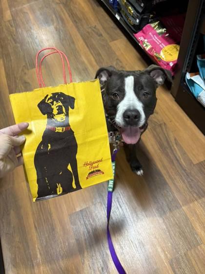 Enlarge Secretary, a Adoptable mixed breed in Valley View, OH image 2/3