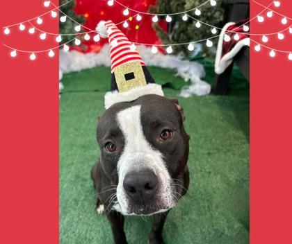 Enlarge Secretary, a Adoptable mixed breed in Valley View, OH image 2/2