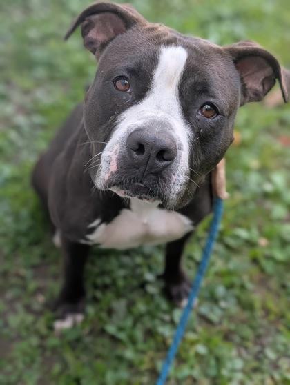 Secretary, a Adoptable mixed breed in Valley View, OH image 5/5