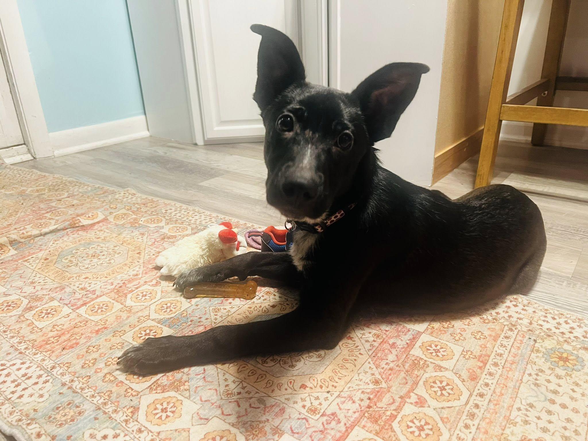 Mary, Adoptable, Young Female Black Labrador Retriever & Terrier.