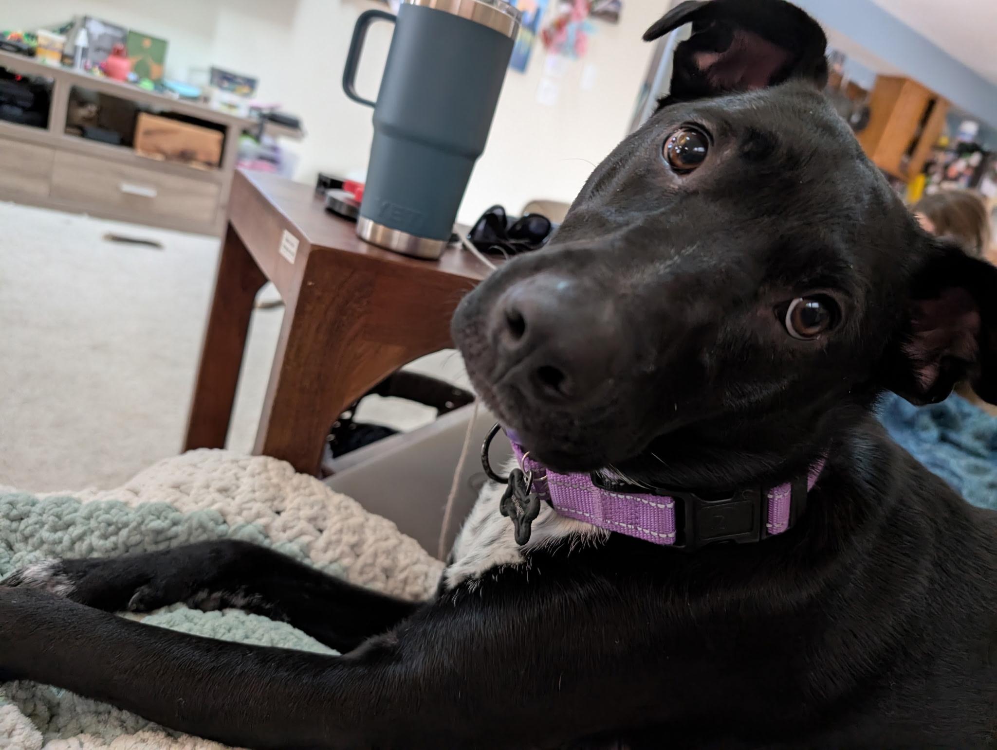 Enlarge Mary, a hold mixed breed in Plainfield, IL image 5/6