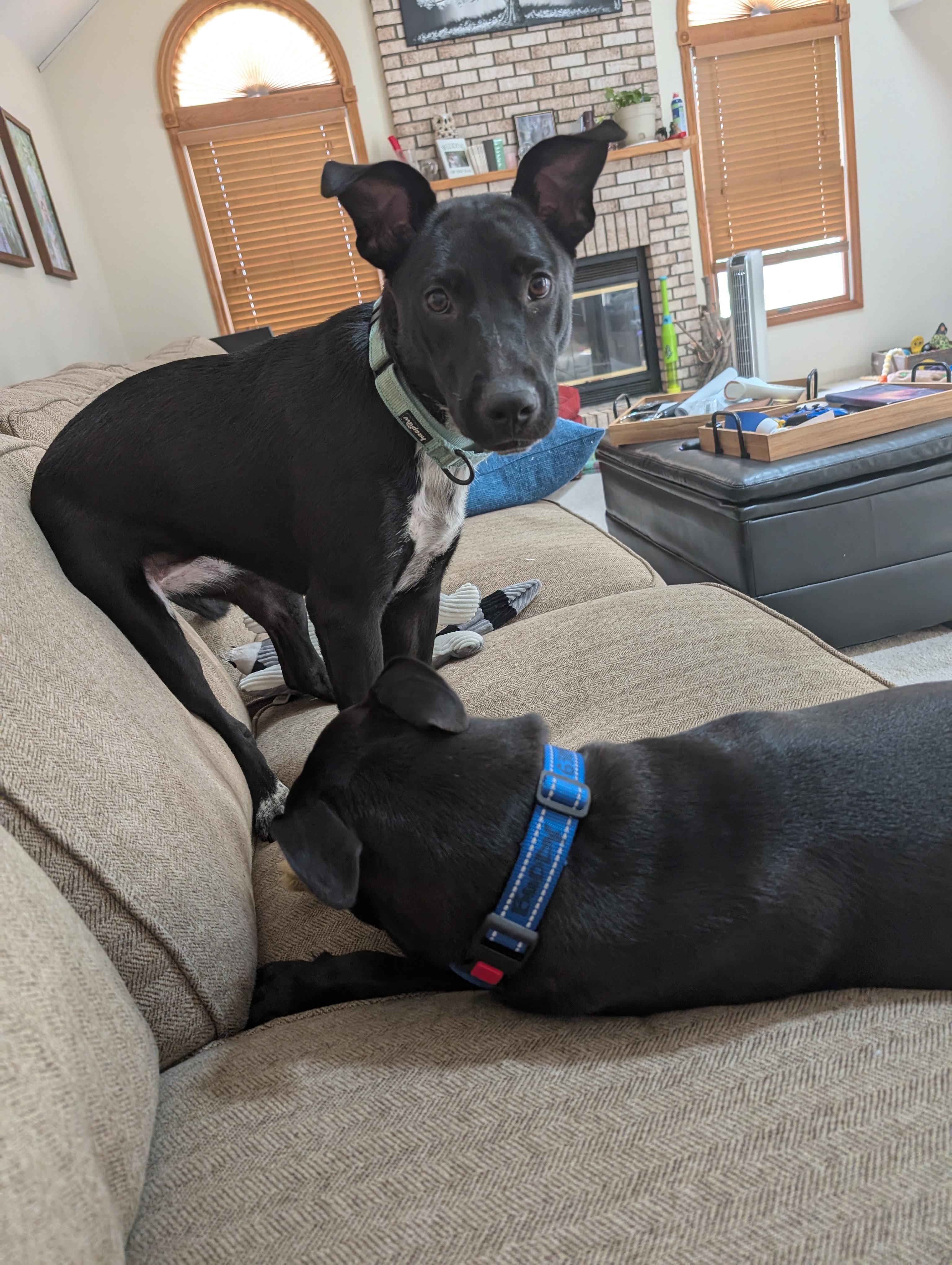 Mary, a Adoptable mixed breed in Batavia, IL image 2/5